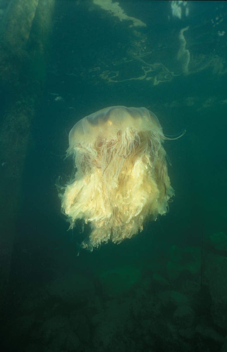 Cyanea Capillata Lion S Mane Jellyfish cyanea-capillata-lion-s-mane-jellyfish